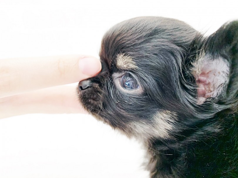 いつまでも子犬のような可愛さ | チワワ （014343） - 東日暮里店