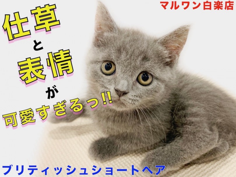 【 ブリティッシュショートヘア 】可愛い仕草と表情でキャラ立ち抜群！