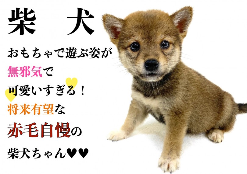 【 柴犬 】おもちゃで遊ぶ姿が無邪気で可愛いすぎる！将来有望な赤毛自慢の柴犬！