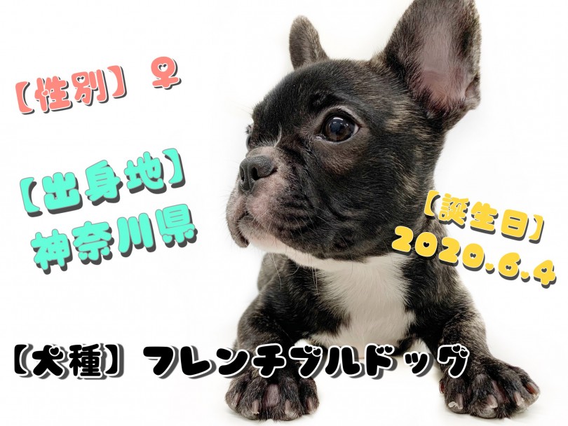 2ヵ月でこんなに成長しました！ | フレンチブルドッグ （150104） - 東川口店