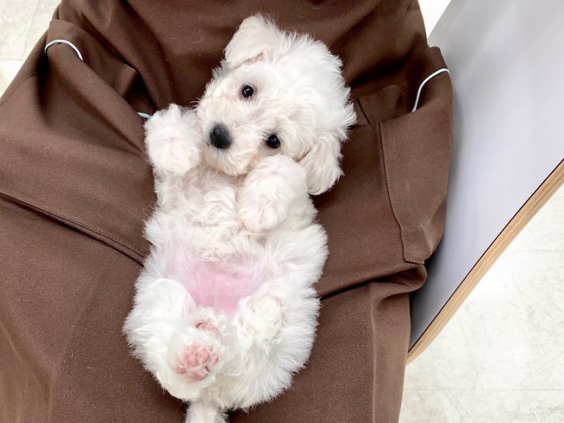 お手入れ後、スタッフの膝の上でくつろぐビションちゃん♡ | ビションフリーゼ （120324） - 今宿店