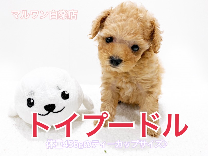 【 トイプードル 】生後53日で驚異の456g！ティカップサイズがやってきた！