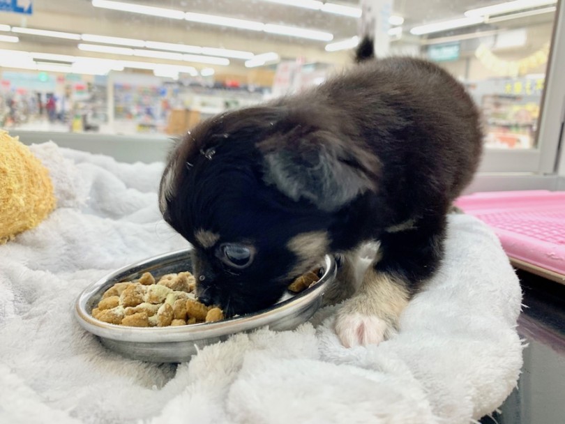 子犬のご飯シーン | チワワ （814639） - 相模大塚店