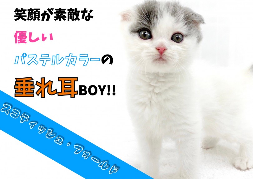 【 スコティッシュフォールド 】 笑顔が素敵なパステルカラーの垂れ耳BOY！