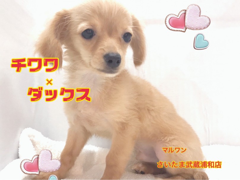【 MIX・チワワ×ダックス 】2kg予想の小さいクリームのチワックスちゃん！