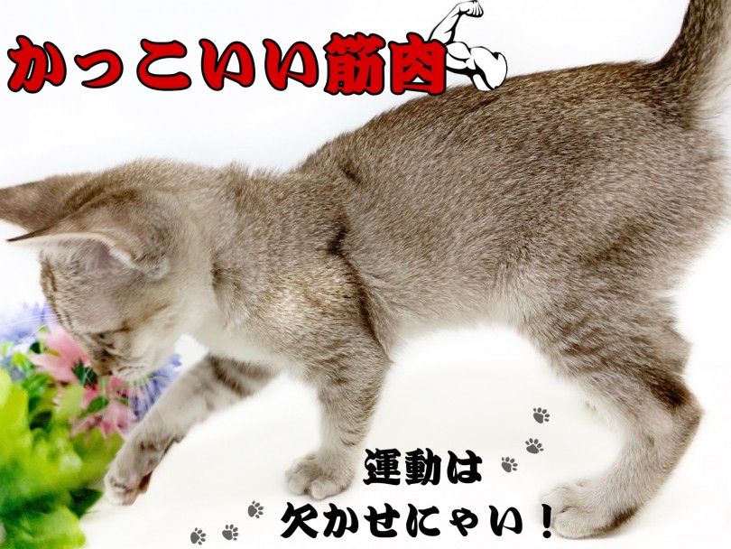 体は小さめ、だけどとっても筋肉質 | シンガプーラ （150134） - 東川口店