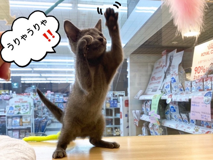 ここが自慢3 超フレンドリーな肩乗りロシちゃん | ロシアンブルー （311974） - 港北ニュータウン店