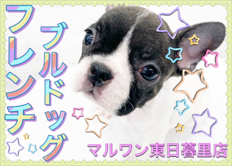 【 フレンチブルドッグ 】牛柄フレブルちゃん登場！パイドの模様は十犬十色