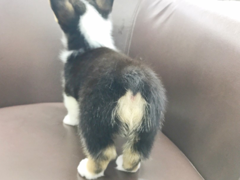 ご覧ください♪このお尻♡ | ウェルシュコーギーペンブローク （914611） - 志村坂下店