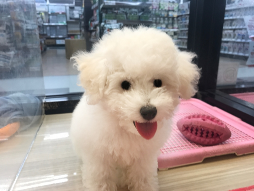 かわいいビションちゃんに会いに来てくださいね！ | ビションフリーゼ （119245） - 梅島店