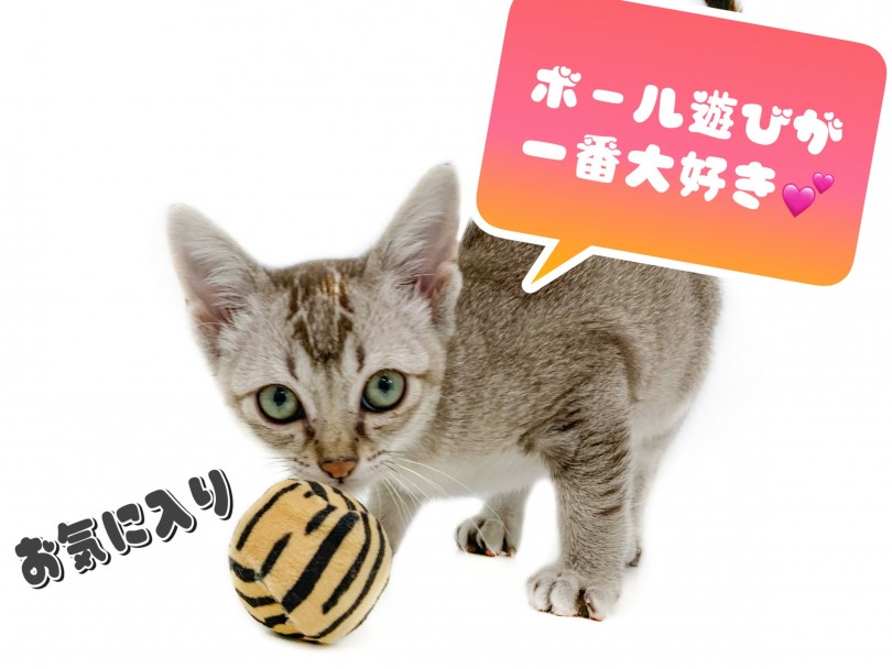ボールを一人で追いかけて、一人サッカー | シンガプーラ （150134） - 東川口店