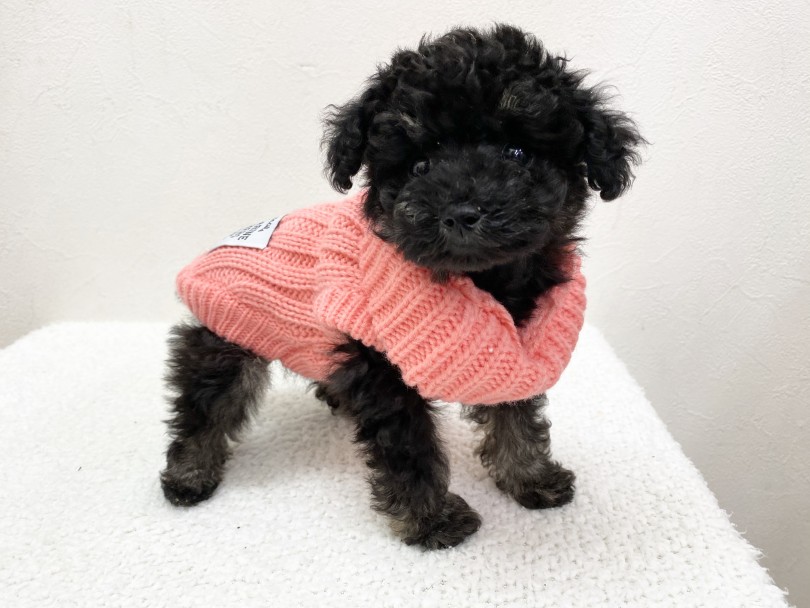 下丸子店で触れ合ってトイプードルちゃんの虜になっちゃってください! | トイ・プードル (116502) - 下丸子店