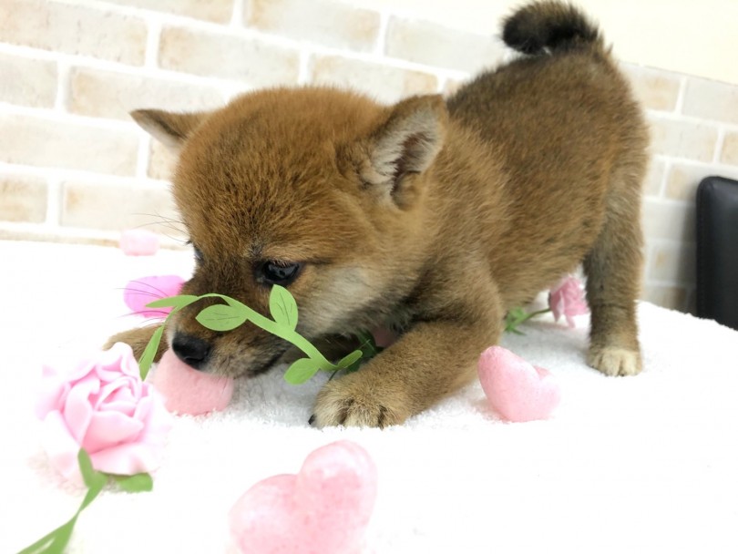 柴犬はお散歩が大好きな犬種♪ | 柴犬 （713747） - 鶴見店
