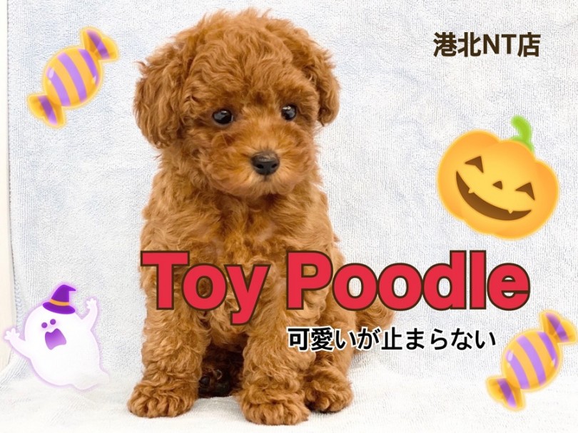 【 トイ・プードル 】小さめ・濃厚レッド・ベビーフェイス！甘えん坊の男の子！