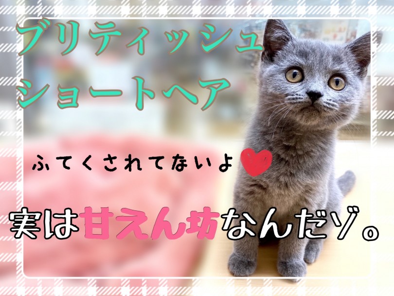 【 ブリティッシュショートヘア 】性格温厚！誰にでもゴロゴロ鳴く甘えん坊にゃんこ