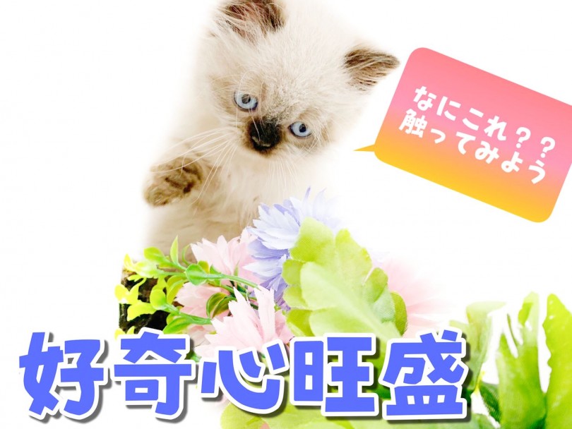 他の子猫ちゃんに比べると落ち着きがあり大人びて見える子です | ヒマラヤン （150137） - 東川口店