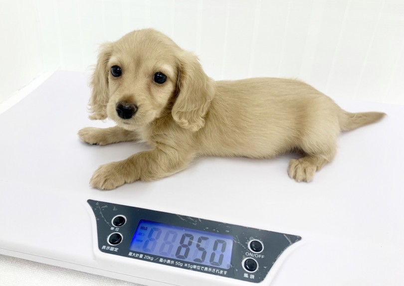 成犬時の予想体重は4㎏前後と予想 | カニンヘン・ダックスフント （713748） - 鶴見店