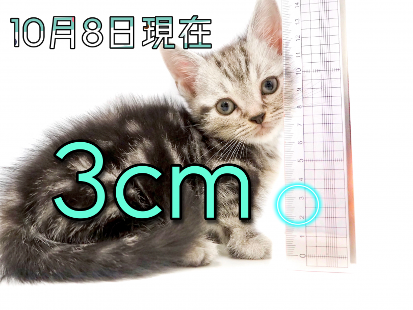 入店時足の長さは3㎝！ | マンチカン （150133） - 東川口店