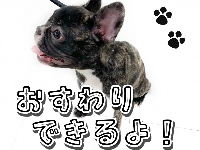 『おすわり』が出来るようになりました！ | フレンチブルドッグ （150104） - 東川口店