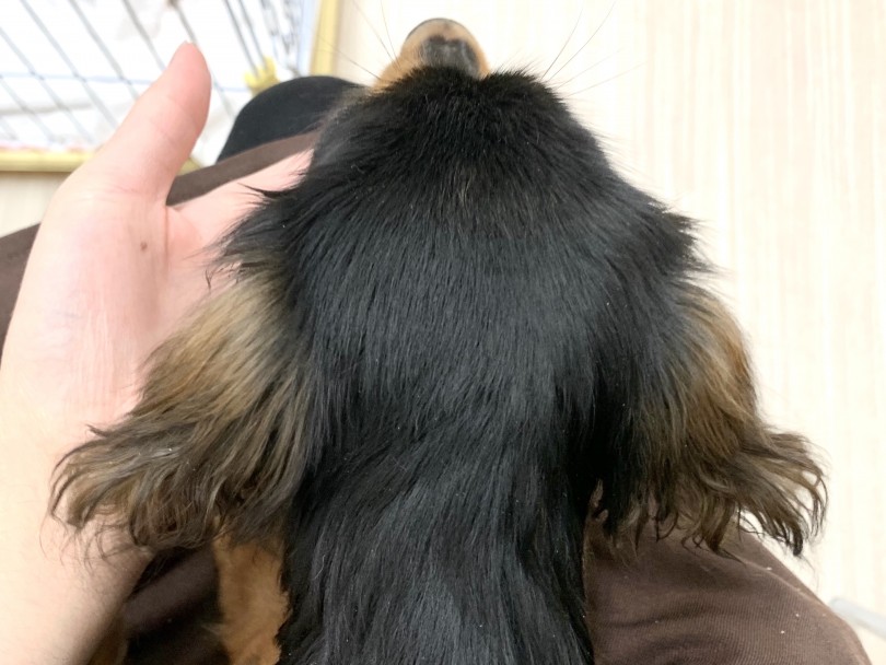 耳の毛色は他のダックスちゃんではあまり見ない配色 | ミニチュア・ダックスフント （014317） - 東日暮里店