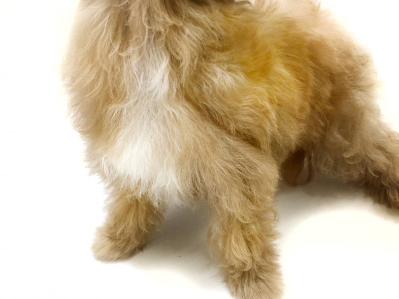 メインの毛色はプードルの大人気カラー『アプリコット』 | MIX マルプー （914598） - 志村坂下店