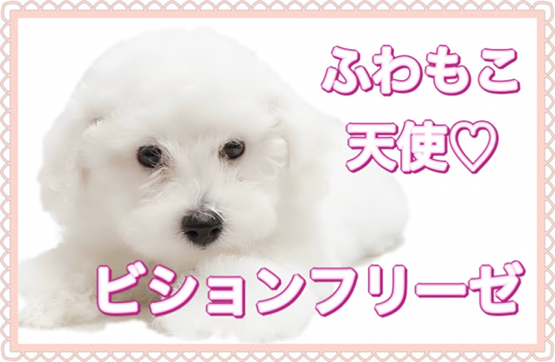 【 ビションフリーゼ 】ふわもこ天使！ビションちゃんってどんな犬？