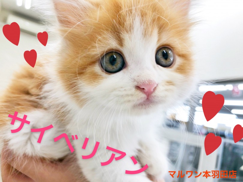 【 サイベリアン 】猫アレルギーが出にくい！？犬のような性格のイケにゃん登場！