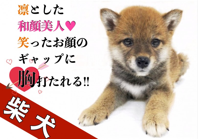 【 柴犬 】凛とした和顔美人！笑ったお顔のギャップに胸打たれる！最強ツンデレ？！