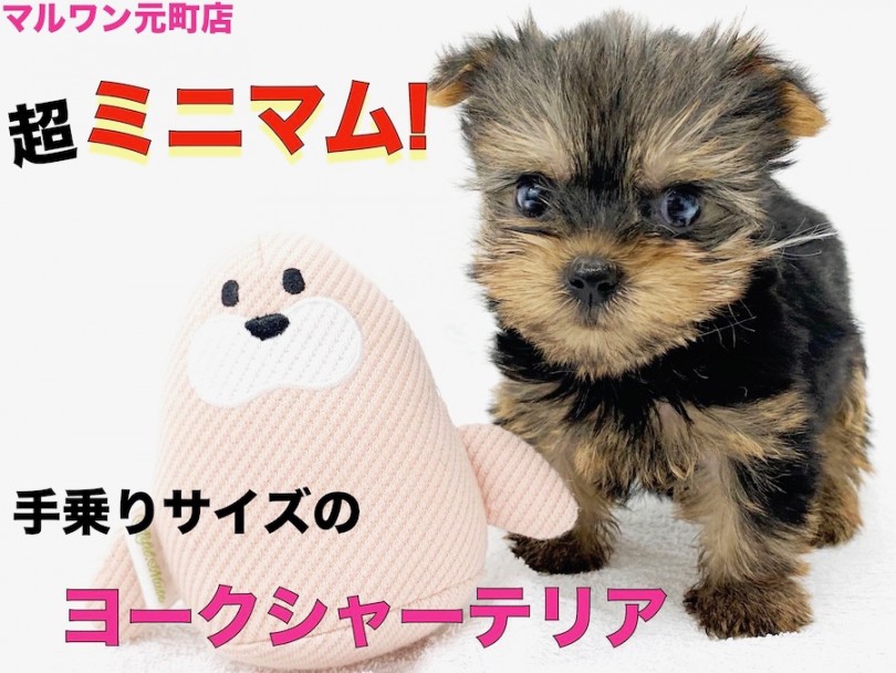 【 ヨークシャーテリア 】生後50日で399g！元気な性格の手乗りサイズわんこ！