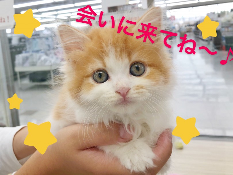 写真では伝えきれないほど可愛さで溢れています！ | サイベリアン （512692） - 本羽田店
