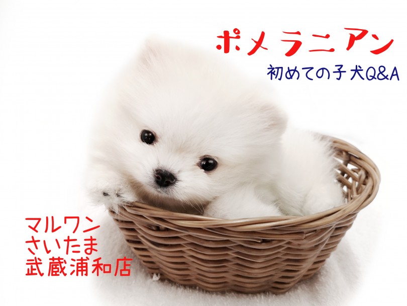 【 ポメラニアン 】白い毛色の小さめサイズ！初めての子犬Q&A！