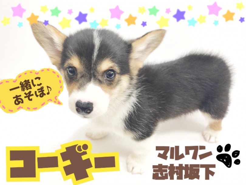 【 ウェルシュコーギーペンブローク 】胴長短足むちむちボディの愛されガール登場！