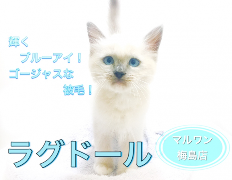 【 ラグドール 】ブルーアイとゴージャスな被毛！飼育ポイント3選紹介！