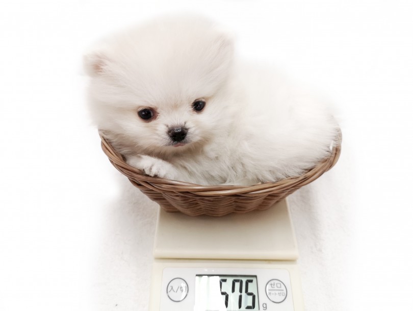 生後57日で体重が575g | ポメラニアン （412939） - さいたま 武蔵浦和店