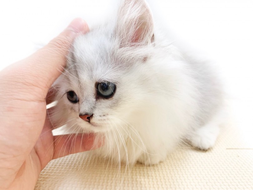 子猫時期のお遊び時間は大切 | ミヌエット （814643） - 相模大塚店
