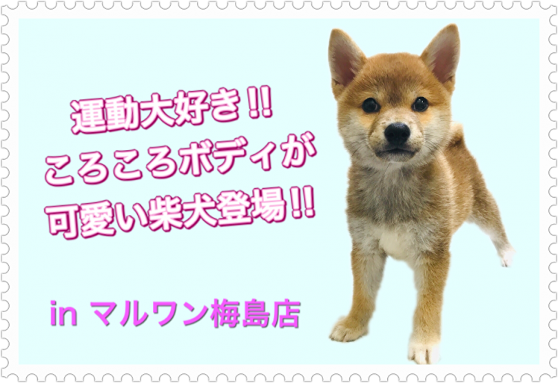 【 柴犬 】運動大好きな柴犬！お家に来てからの過ごし方も教えます！