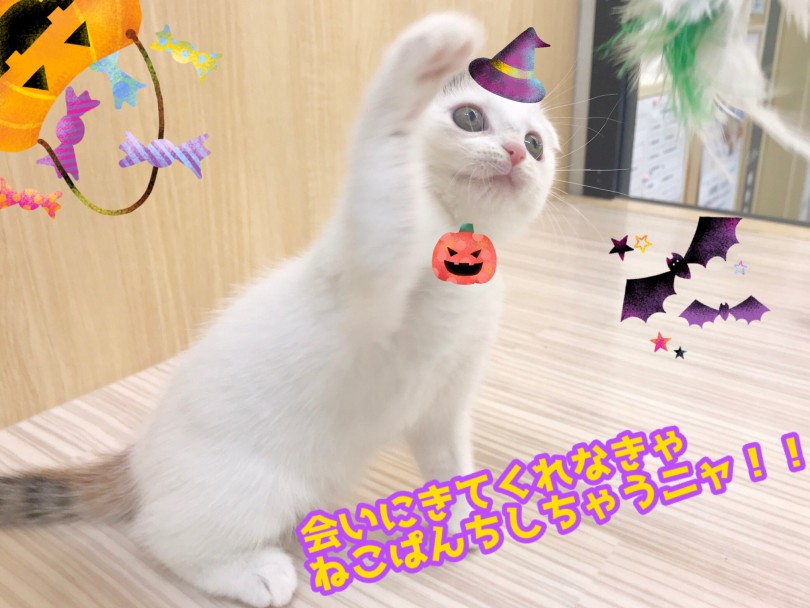 こんなパンチなら何度でもくらいたいっ！！ | スコティッシュフォールド （914606） - 志村坂下店