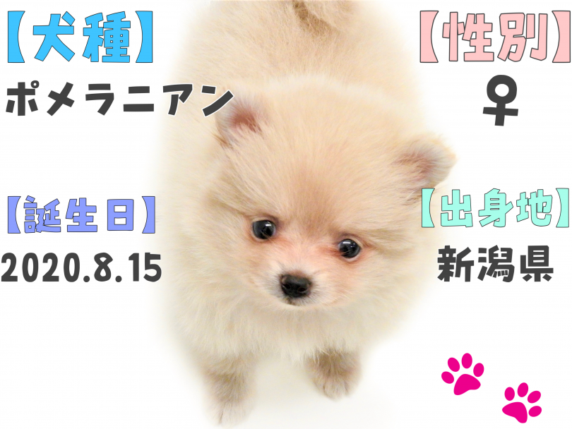 白たぬきポメ | ポメラニアン （150135） - 東川口店