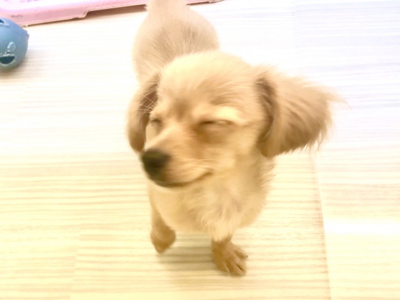 チワックスくんを抱きしめにお店に来てくださいね。 | MIX チワックス （412914） - さいたま 武蔵浦和店