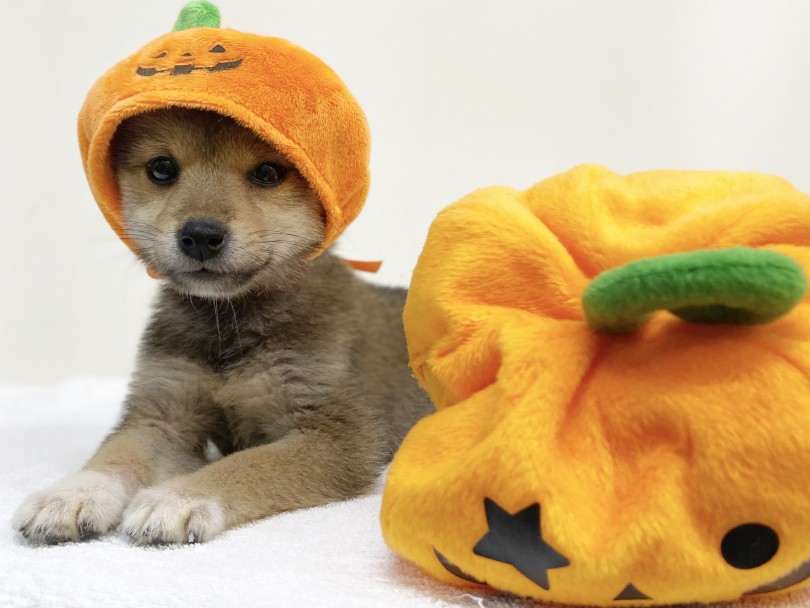 柴犬=大倉山店にお任せください！！ | 柴犬 （6130976） - 大倉山店