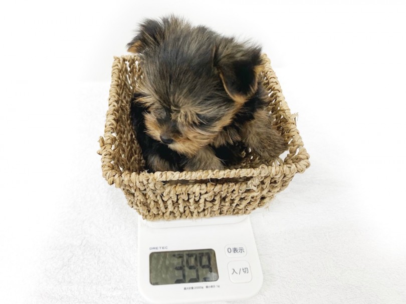 生後50日時点での体重は399g | ヨークシャーテリア （140534） - 横浜 元町店