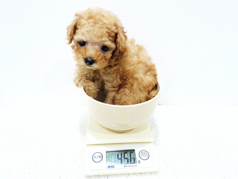 生後53日現在の体重は456g | トイ・プードル （11793） - 横浜 白楽店