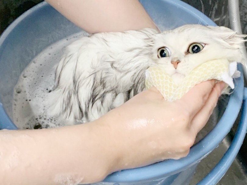 保定した猫ちゃんを後ろ足からバケツに入れていきます | ペルシャ （014314） - 東日暮里店