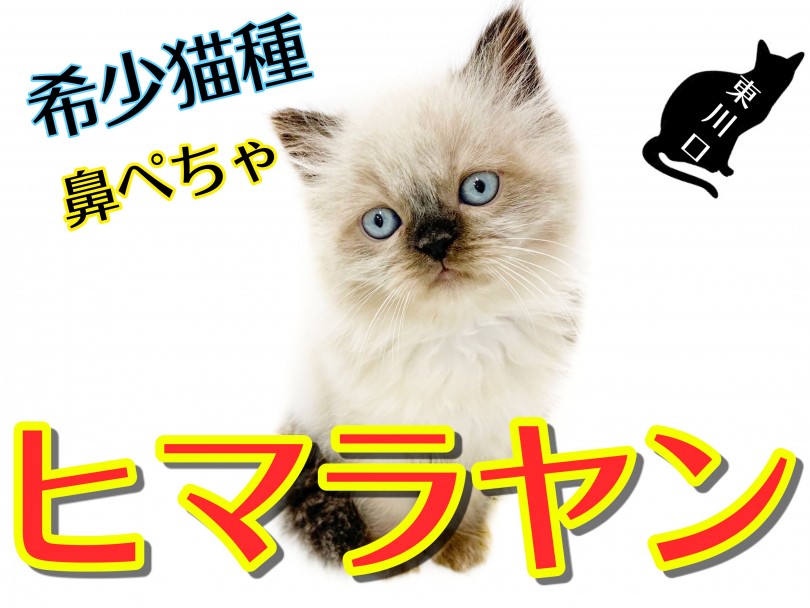 【 ヒマラヤン 】希少な子猫ヒマラヤン！温厚な性格でマンションでも飼えちゃいます！