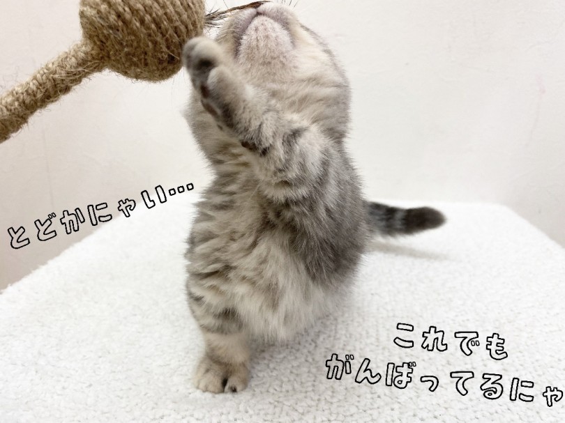 足は短いですが運動は得意です | マンチカン （116491） - 下丸子店