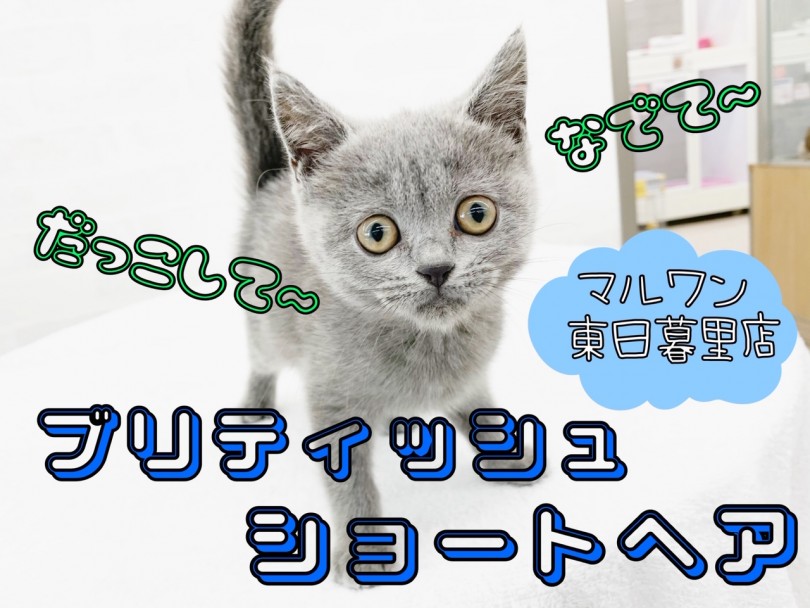 【 ブリティッシュショートヘア 】丸顔猫代表！濃厚ブリティッシュブルーは超必見！