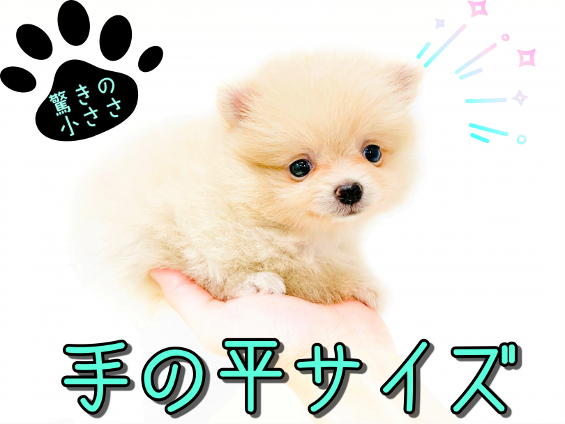 手のひらで収まってしまう小さめサイズ | ポメラニアン （150135） - 東川口店