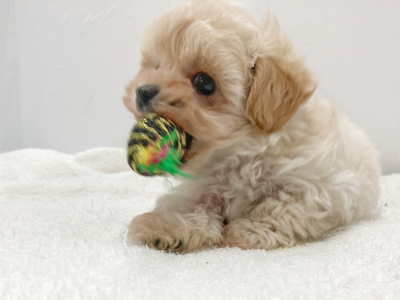 お気に入りのおもちゃに夢中 | MIX犬 マルプー （412940） - さいたま 武蔵浦和店