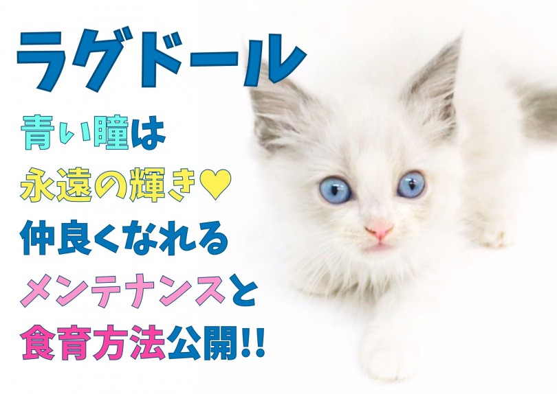 【 ラグドール 】青い瞳は永遠の輝き！仲良くなれるメンテナンスと食育方法公開！