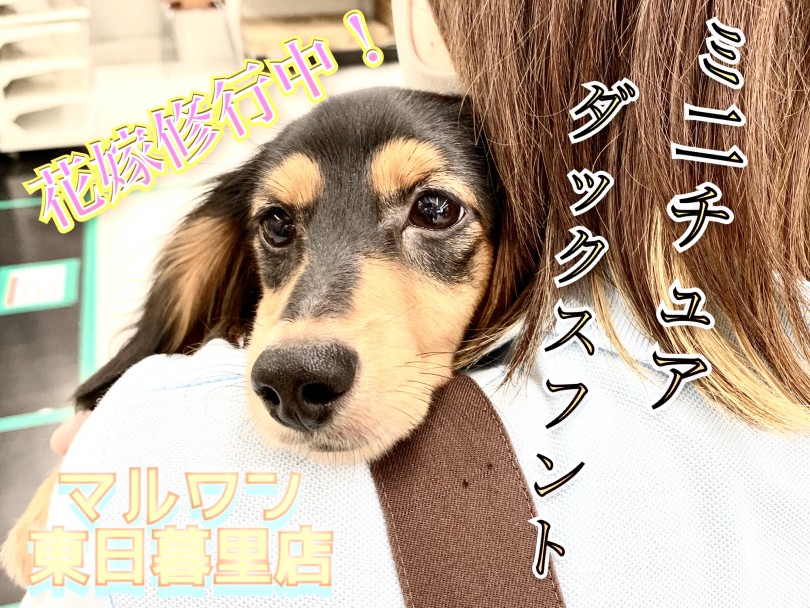 【 ミニチュア・ダックスフント 】可愛いから美人へ！大人の階段駆け上がり中！